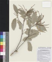 藏品(臺灣苦櫧)的圖片